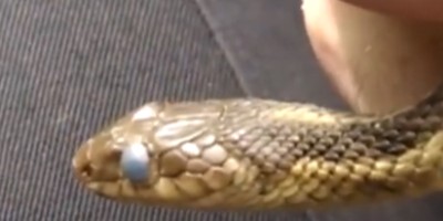 Chicago snake